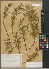 Foto von Salix alba L. x Salix fragilis L.